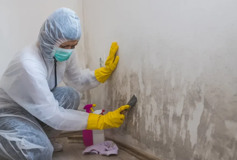 Mold Remediation Companies