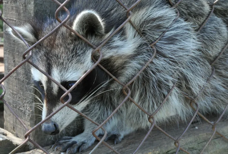 Wildlife Removal Services